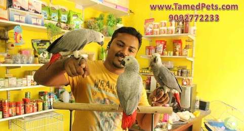 Tamed Congo African Grey Parrot with Vijay(TamedPets)