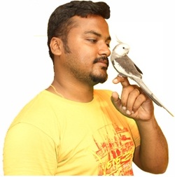 Fully Socialised Whiteface cockatiel in hands of Vijay(TamedPets)Picture