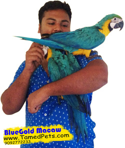 Tamed Bluegold Macaw with TamedPets.com