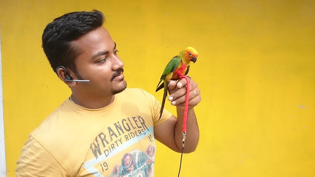 Bird harness for sale in India. Exotic bird harness in India. Free Flight training kit for sale in India.