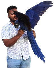 Hyacinth macaw For sale in Chennai with Tamed PetsPicture