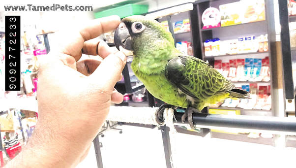 Jardine Parrot - Africa - 40 to 50years, good pet bird, talking, can be delivered across India. Available in our pet shops in chennai